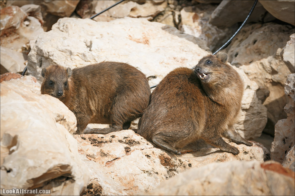 Даманы - израильские родственники слонов | LookAtIsrael.com - Фото путешествия по Израилю