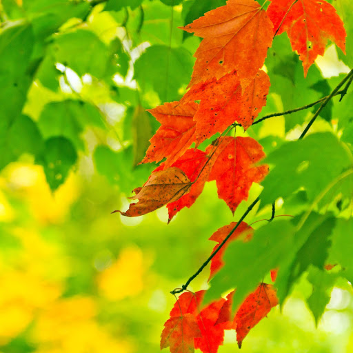 Hd-159081-ascw159081