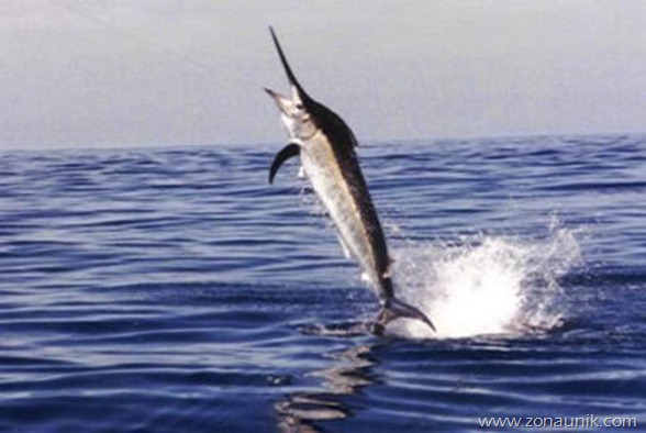 Marlin