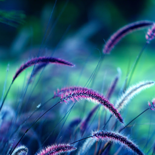 Hd-173256-ascw173256