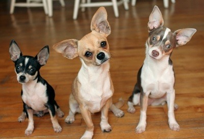 [Amazing%2520Animals%2520Pictures%2520Chihuahua%2520%25283%2529%255B3%255D.jpg]