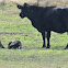 Angus Cows (mother and new calf)