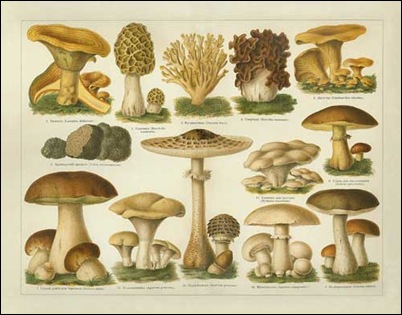 eatable Mushroom