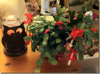 New Christmas Cactus