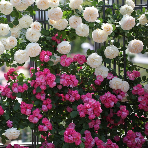 Hd-171853-ascw171853