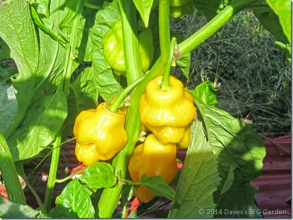 Trinidad_peppers