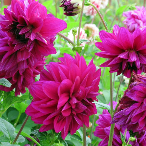 Hd-181660-ascw181660