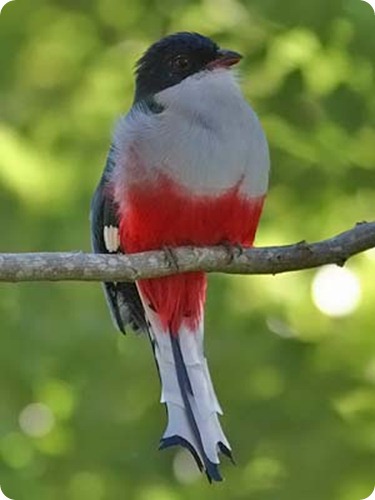 Cubaanse_Trogon