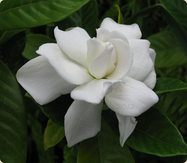 05-13-first-gardenia3