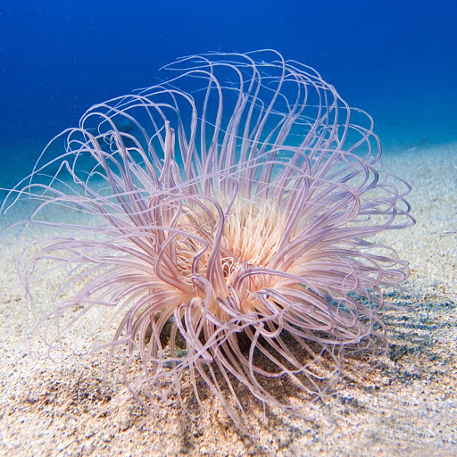 Hd-133727-ascw133727