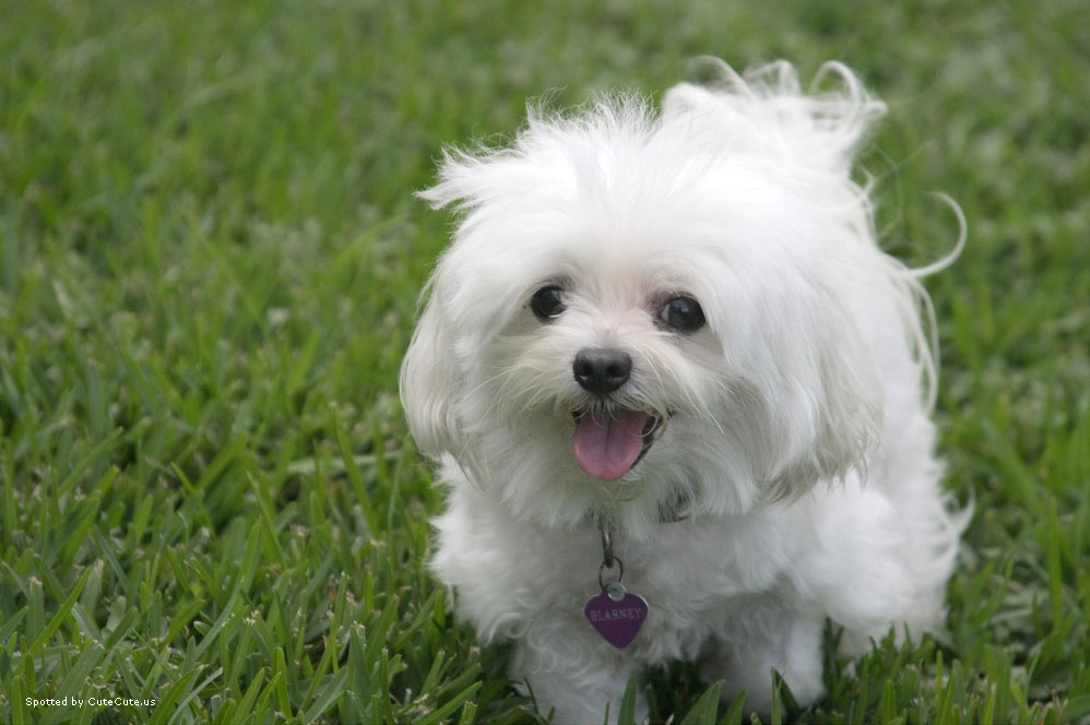 white-puppy-running-in-the-grass.jpg
