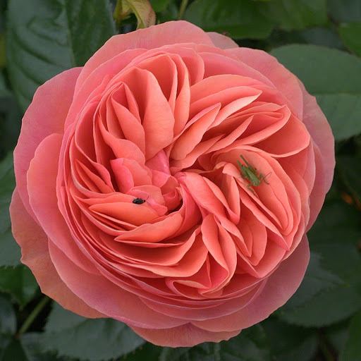 Hd-183249-ascw183249