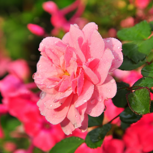 Hd-168607-ascw168607