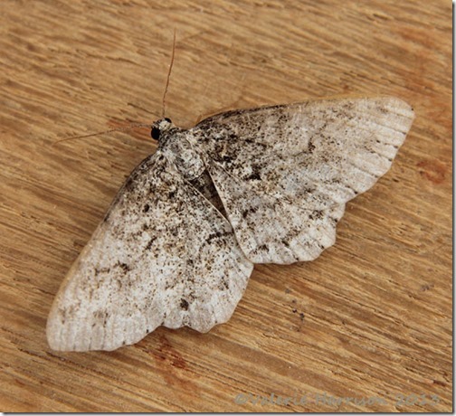 engrailed or small-engrailed