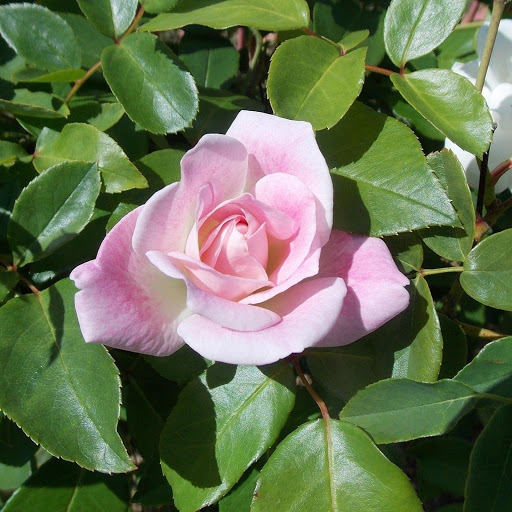 Hd-176991-ascw176991