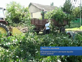 Вырубка деревьев Вырубка деревьев
