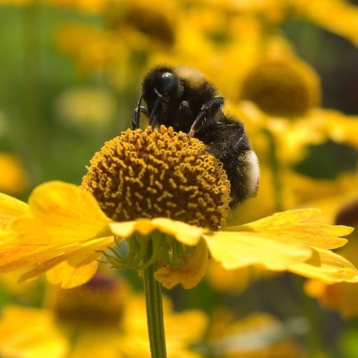 Hd-132944-ascw132944