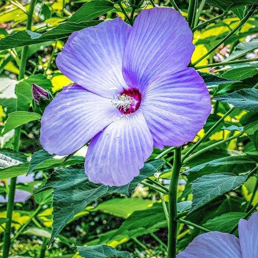 Hd-180225-ascw180225