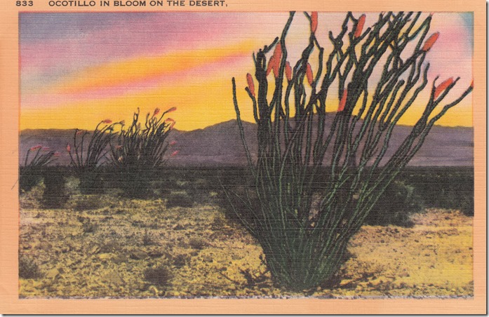 Ocotillo In Bloom On The Desert Pg. 1