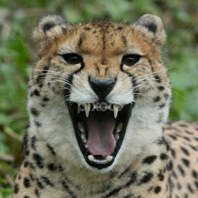 Isantya by Miriam Haas - Animals Lions, Tigers & Big Cats