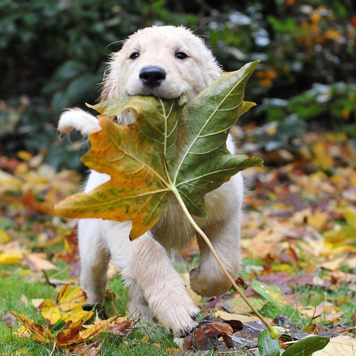 Hd-173704-ascw173704