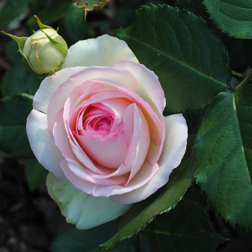 Hd-170289-ascw170289