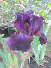 iris deep purple black