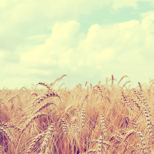 Hd-136335-ascw136335