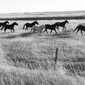The Herd by Brian Robinson - Black & White Landscapes