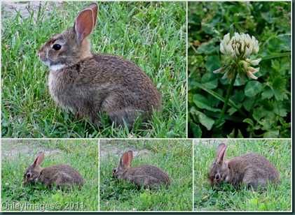 bunny collage0611