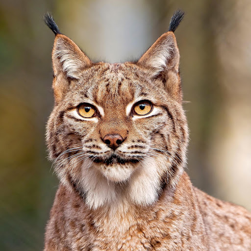 Hd-182622-ascw182622