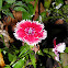 dianthus .,clavelina