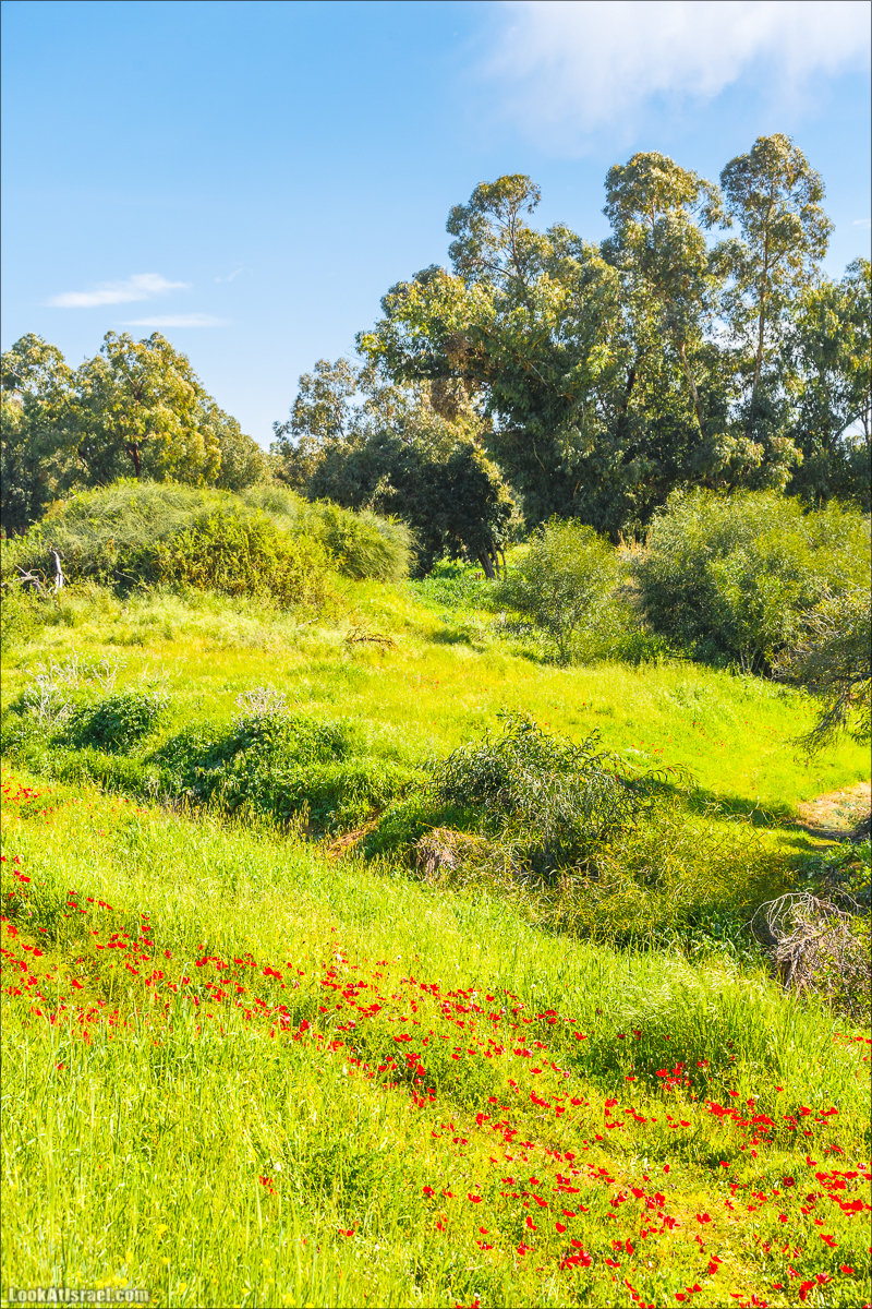 Анемоны (каланиет) пустыни Негев - Фестиваль Даром Адом в LookAtIsrael.com - Фото путешествия по Израилю | Red South festival of anemones in Negev | דרום אדום - קלניות בבארי