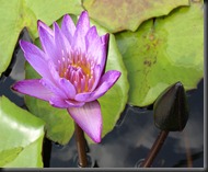 LAVENDER WATER LILY 8