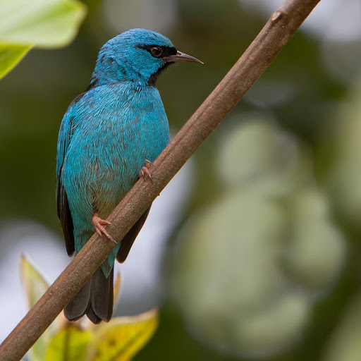 Hd-148009-ascw148009