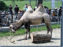 0290 Alberta Calgary - Calgary Zoo Destination Africa - Eurasia - Bactrian Camel
