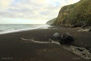 IMG_4361 IMG_4361