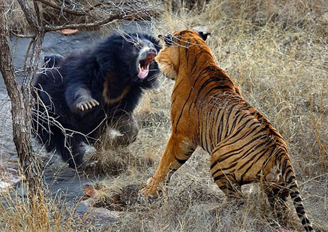 [bear-fighting-tiger%255B3%255D.jpg]