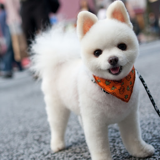 Hd-161123-ascw161123