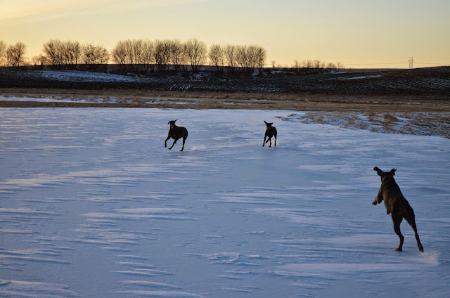 Dobermans ... coming from every angle (photo by Trisha Field)