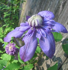 Double purple clematis 2013 full flower3