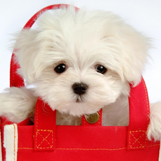 Hd-135233-ascw135233