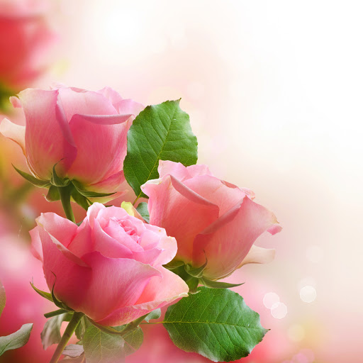 Hd-171103-ascw171103