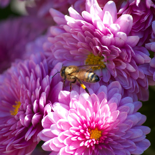 Hd-132554-ascw132554