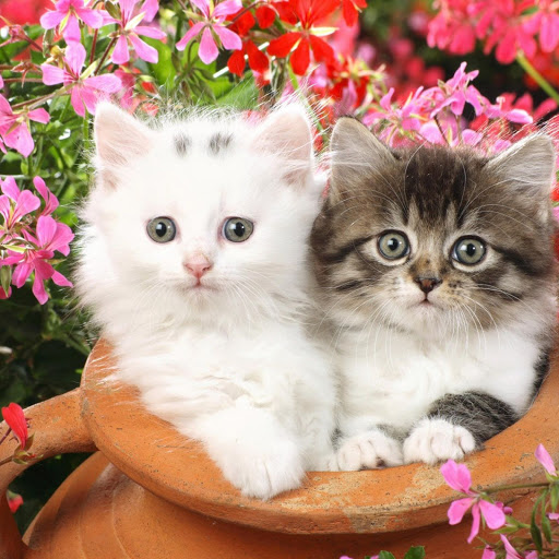 Hd-148001-ascw148001