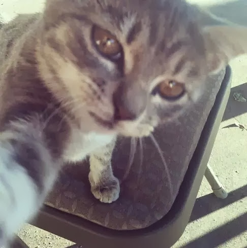 selfie-gato