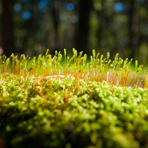 Hd-141453-ascw141453