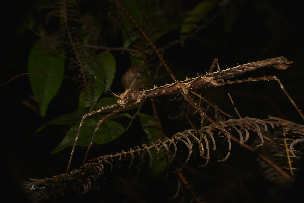 Spiny Stick Insect - Female