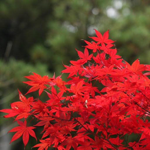 Hd-180924-ascw180924