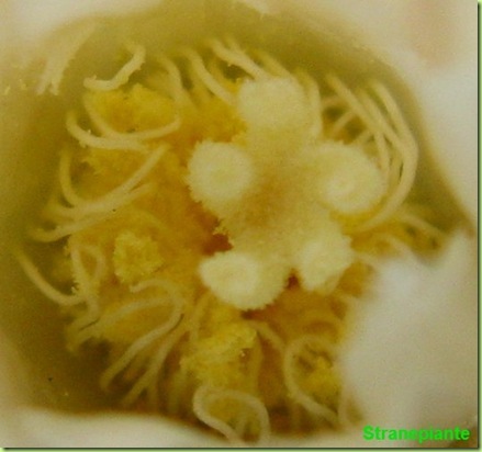 mammillaria plumosa pollen